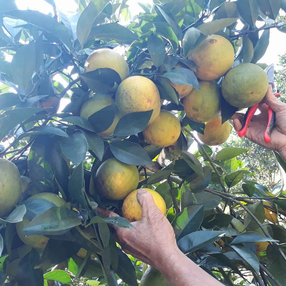 Cam Vinh trồng tại Mường Ẳng bước đầu đánh giá cho năng xuất, chất lượng không kém trồng tại Nghệ An. Theo anh Vinh, cam của anh trồng được khách hàng đánh giá cao về chất lượng