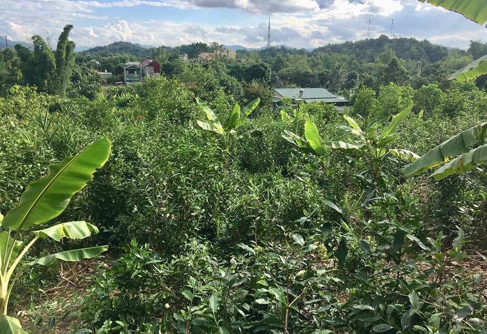 Cả rừng chè rộng 10ha sinh trưởng phát triển tự nhiên như cây rừng, chưa bao giờ bà Nhiên sử dụng thuốc trừ sâu phun cho cây chè