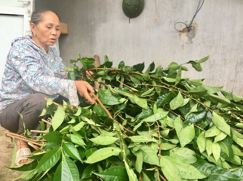 Theo bà Nhiên chia sẻ, lá chè tươi càng già càng dễ bán, vì khách hãm nước sẽ được màu trà tươi xanh, vị đậm đà