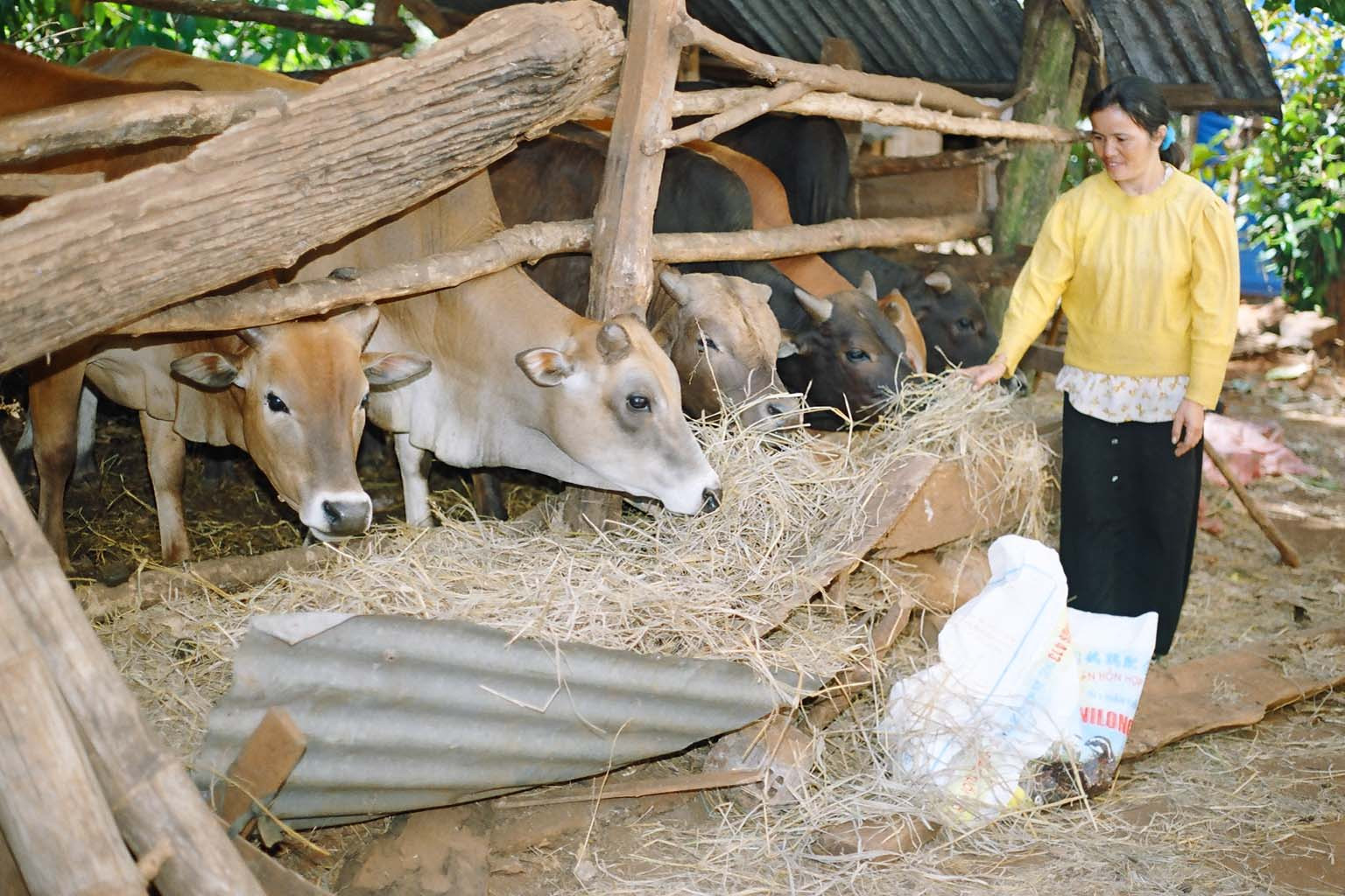 Luật không siết điều kiện chăn nuôi nông hộ