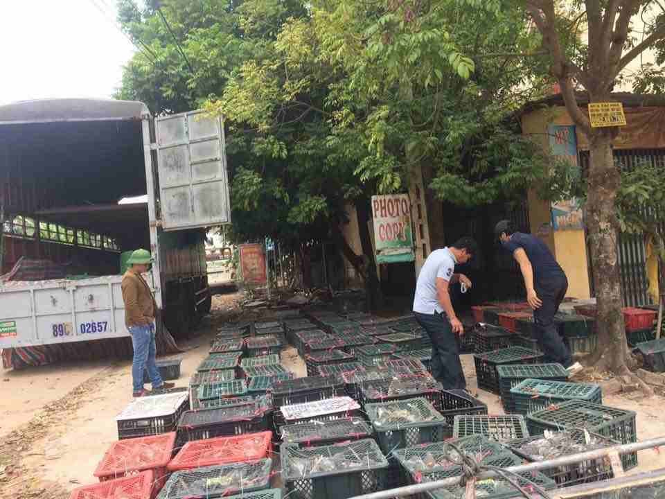 Trang trại nuôi chim bồ câu của Hồ Hữu Hải xuất bán chim thương phẩm cho thương lái với số lượng rất lớn.
