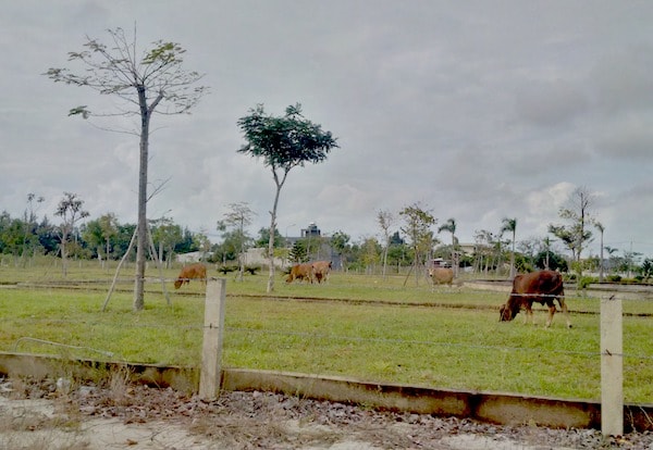 hiều dự án trở thành khu đô thị ma, trở thành bãi nuôi bò của người dân