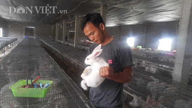 Anh Phạm Văn Giảng đang đi kiểm tra đàn thỏ của gia đình.