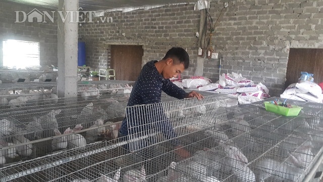 Hàng ngày, công nhân trại nuôi thỏ của gia đình anh Giảng vệ sinh chuồng trại thường xuyên...