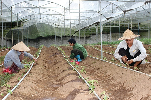 p/Công nhân CT TNHH Safe Green trồng rau sạch theo tiêu chuẩn VietGAP tại xã Thanh An