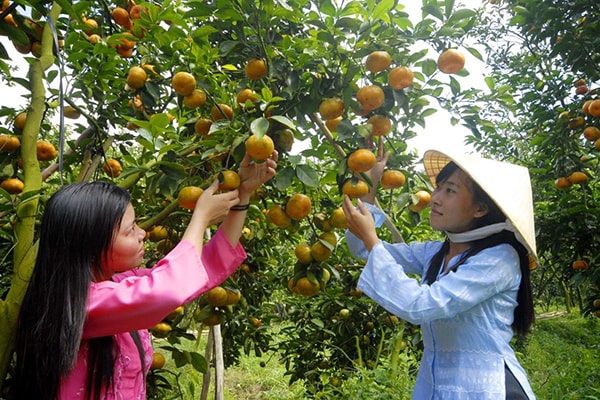 p/Du lịch miệt vườn tại Tiền Giang