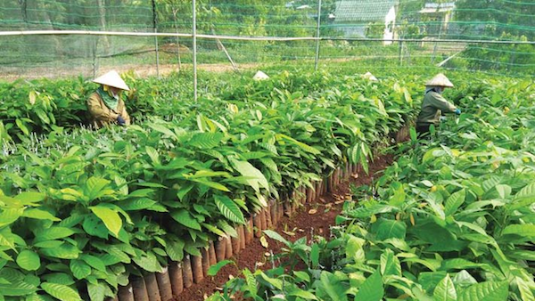 10 năm qua, nông nghiệp luôn duy trì được tăng trưởng và phát triển khá toàn diện, chất lượng tăng trưởng ngày càng được cải thiện hơn