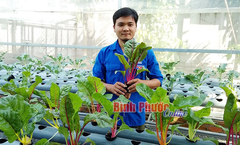Anh Phạm Văn Minh trong vườn rau thủy canh cho thu nhập ổn định