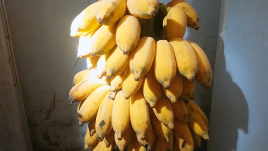 Chuối chín là thức ăn khoái khẩu của chồn.