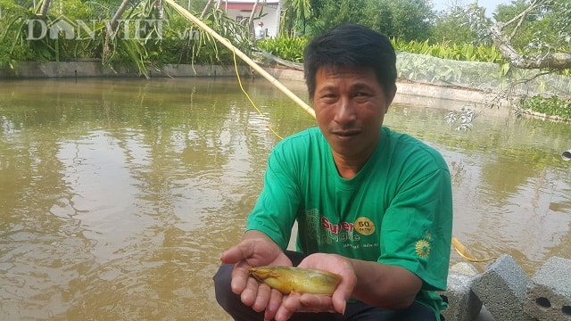 Nhờ nuôi loại cá vàng như nghệ mà mỗi năm gia đình anh Trưởng bỏ túi hàng trăm triệu đồng.