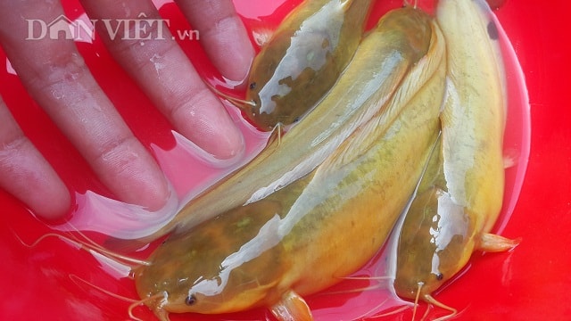 Cá trê đồng là loại cá cực kì dễ nuôi, ít bị bệnh tật, nhanh lớn và có thể thả nuôi với mật độ dày.