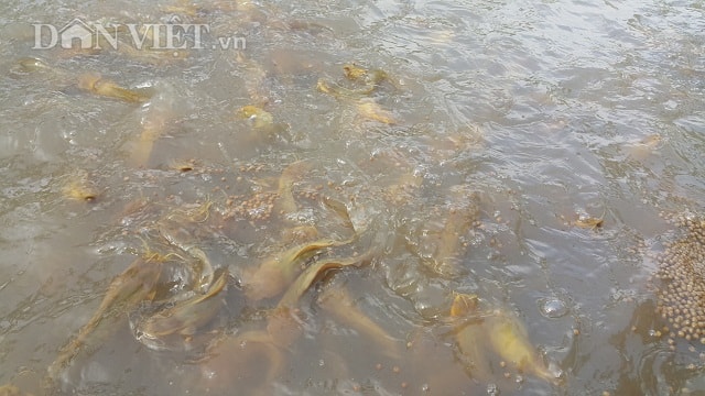 Nuôi cá trê khá nhàn, thức ăn của cá cũng đơn giản, chủ yếu là cho ăn cám viên dạng nổi.