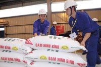 Đạm Ninh Bình: Tương lai ảm đạm