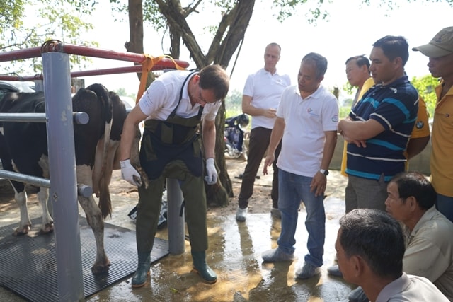 Chủ đề của chương trình tập huấn 2018 tập trung vào kỹ thuật chăm sóc móng cho bò sữa