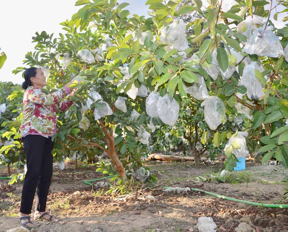 Theo bà Tranh trồng ổi trái vụ không những quả to, ngọt ăn giòn mà bán được giá cao gấp 2 ổi chính vụ