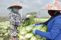 Nhiều “rào cản” với HTX nông nghiệp sạch