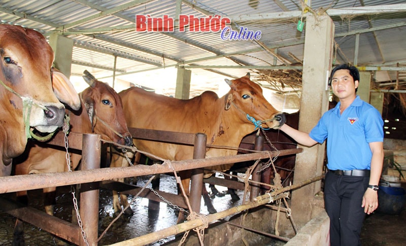 Trại chăn nuôi của anh Phạm Văn Lượng được đầu tư theo chuỗi khép kín cho hiệu quả kinh tế cao