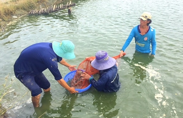 mang về khoảng 3 tỷ USD mỗi năm cho Việt Nam, tuy nhiên hiện ngành xử lý phụ phẩm tôm vẫn bị bỏ ngỏ.