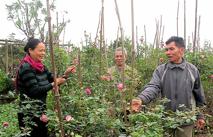 Người dân xóm Bắc Giang có cuộc sống sung túc hơn nhờ hoa hồng cổ Sa Pa. ẢNH BNĐ