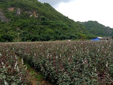 Mảnh đất đầy cỏ dại ban đầu đã được thay thế bằng vườn hồng rực rỡ.