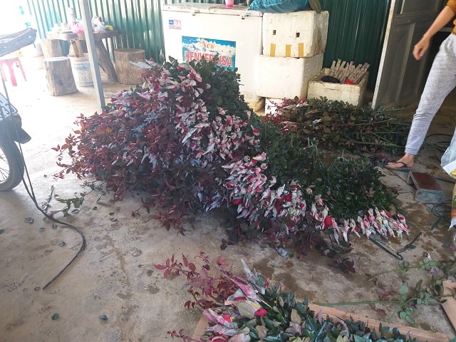 Nhờ được chăm sóc tốt nên hoa hồng nhà anh Thành luôn có màu đỏ đẹp, nụ to, tươi lâu.