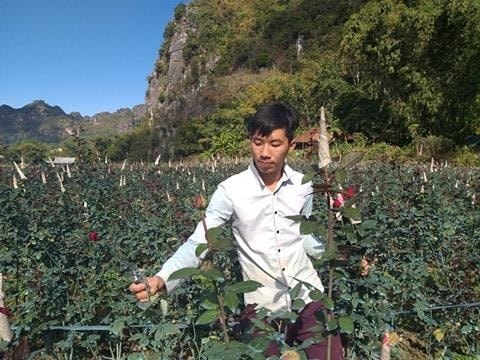Anh Thành quấn giấy báo vào đầu nụ hồng để định hình cho hoa và hạn chế hoa nở sớm.