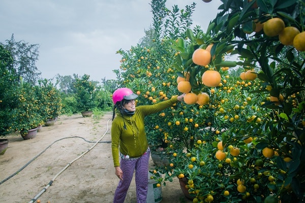 Nhờ năm nay thời tiết thuận lợi , ít có mưa bão nên được mùa