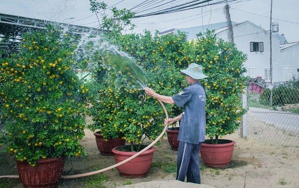 Quất phải được tưới hàng ngày để đảm bảo độ tươi 