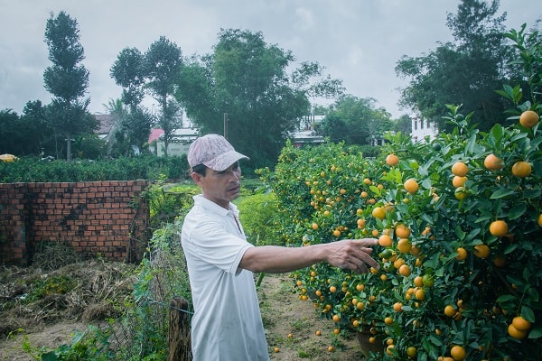 Từ lâu nay quất kiểng Hội An đã trở nên phổ biến và có thương hiệu cho nên thương lái tới đây không còn nghi ngại về chất lượng