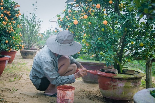 Quét lại chậu để trong bắt mắt hơn