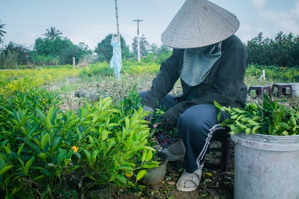 Những chậu quất không sử dụng sẽ được cắt tỉa để trồng lại trong mùa sau