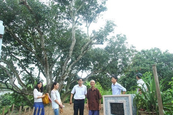 Cây vải tổ Thanh Hà