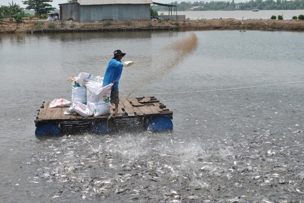 Cần hạn chế tình trạng ồ ạt phát triển diện tích nuôi 