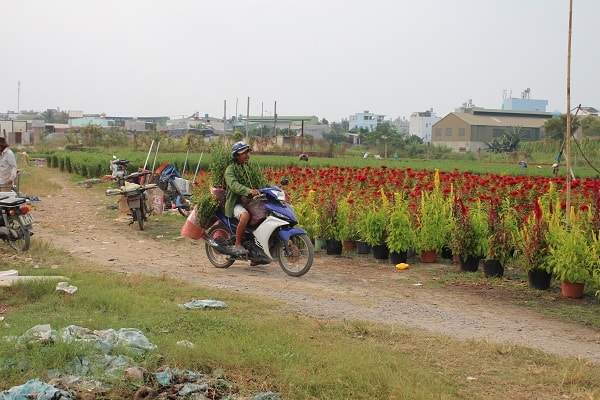 Làng hoa Tết TP.HCM rộn ràng vào mùa