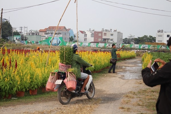 Hoạt động mua bán tại các vườn hoa dịp này trở nên rộn ràng