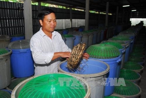 Anh Lê Thanh Tùng chăm sóc đàn dế nuôi. Ảnh: Mạnh Linh-TTXVN.