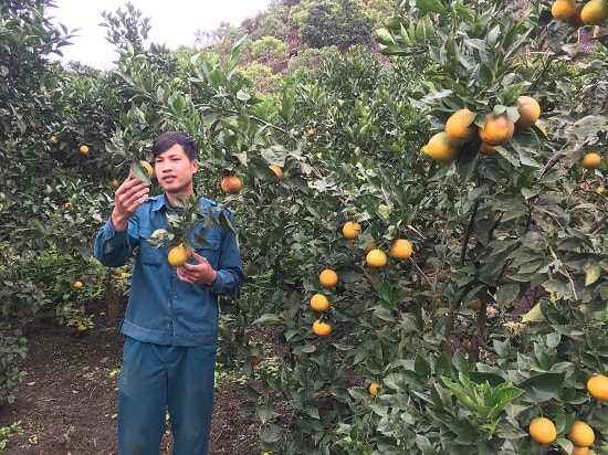 Nhờ sự kiên trì, mạnh dạn, dám nghĩ, dám làm, anh Long đã thành công trong phát triển kinh tế.