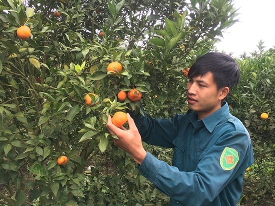 Anh Long đang hái cam bán cho các thương lái vào thu mua tại vườn.