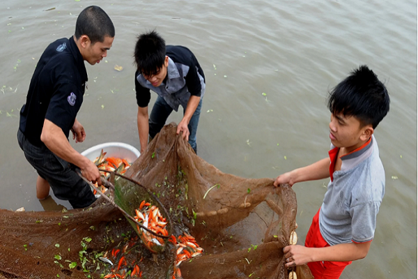 Cá chép được phóng sinh và bị đánh bắt lại với nhièu hình thức từ đánh điện cho tới kéo lưới.