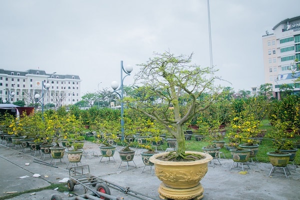 Hoa được sắp xếp theo lô tại Quảng trường 2 tháng 9.