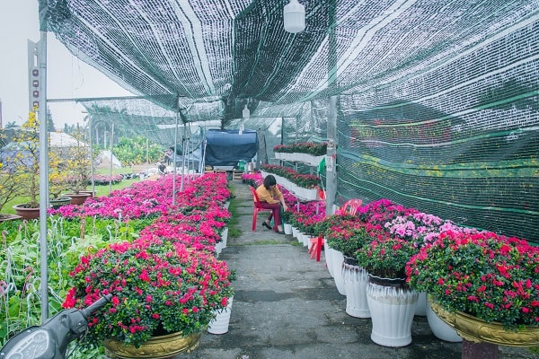 Các loại hoa với đầy đủ màu sắc, nhiều loài hoa phải nhập từ các tỉnh xa về.