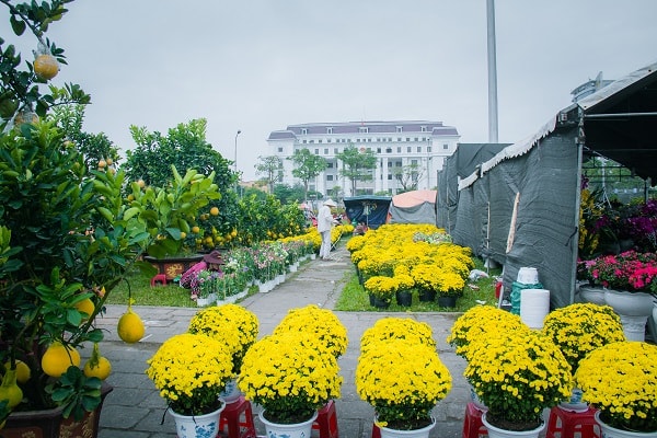 Cúc Mâm Xôi được thương lái nhập từ các tỉnh miền Nam về.
