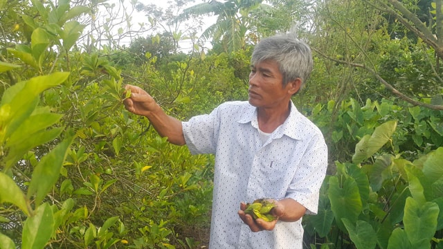 Ông Nguyễn Văn Phiến cho biết, từ việc bán quả dành dành, mỗi năm ông có thêm thu nhập 40 triệu đồng mà không phải tốn nhiều công sức chăm bón. Ảnh: Phạm Quân