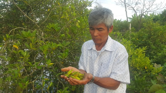 Theo ông Phiến, quả dành dành được nhiều người thu mua vì đây là một loại dược liệu quý.