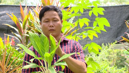 Anh Đặng Văn Thanh chăm chút những loài cây trồng chỉ để lấy lá. ảnh tư liệu