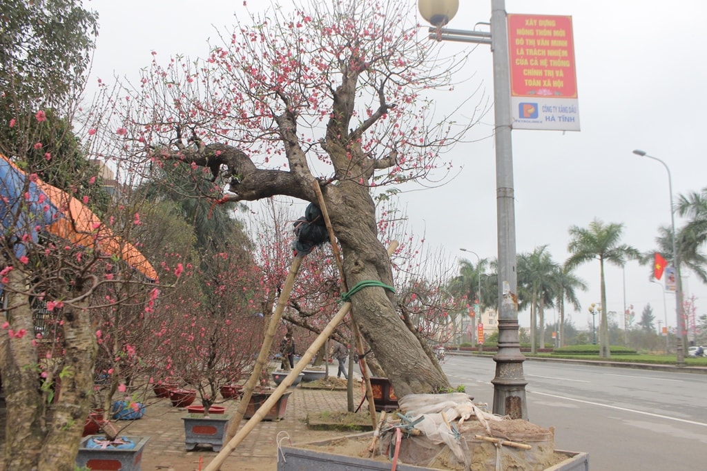 Những gốc đào cổ thụ có giá hàng chục triệu đồng