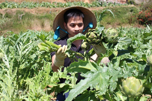 Anh Tuấn bên những sản phầm từ cây atiso trong vườn của mình.