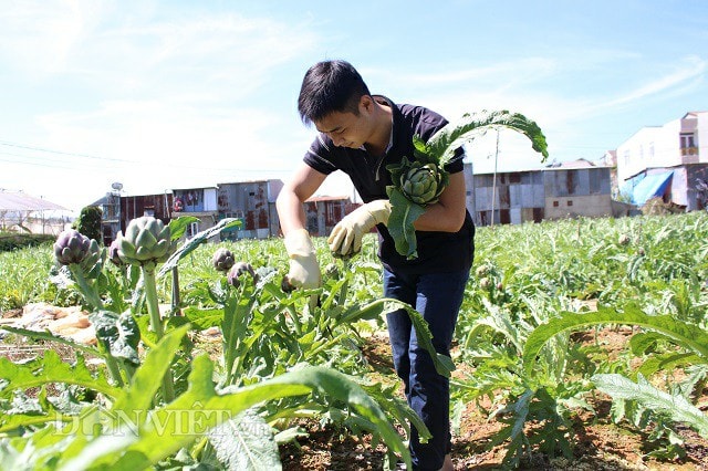 Anh Tuấn cắt những bông atiso trong khu vườn của mình.
