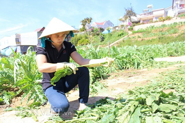 Phần lá mềm được loại bỏ khi anh Tuấn tỉa lá làm trà.