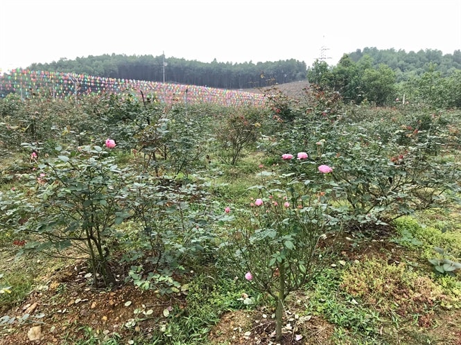 Hồng Sapa có nhiều hoa, nhiều lớp cánh